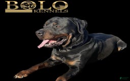 Rottweiler dogs for sale: Juggernaut - Image 3
