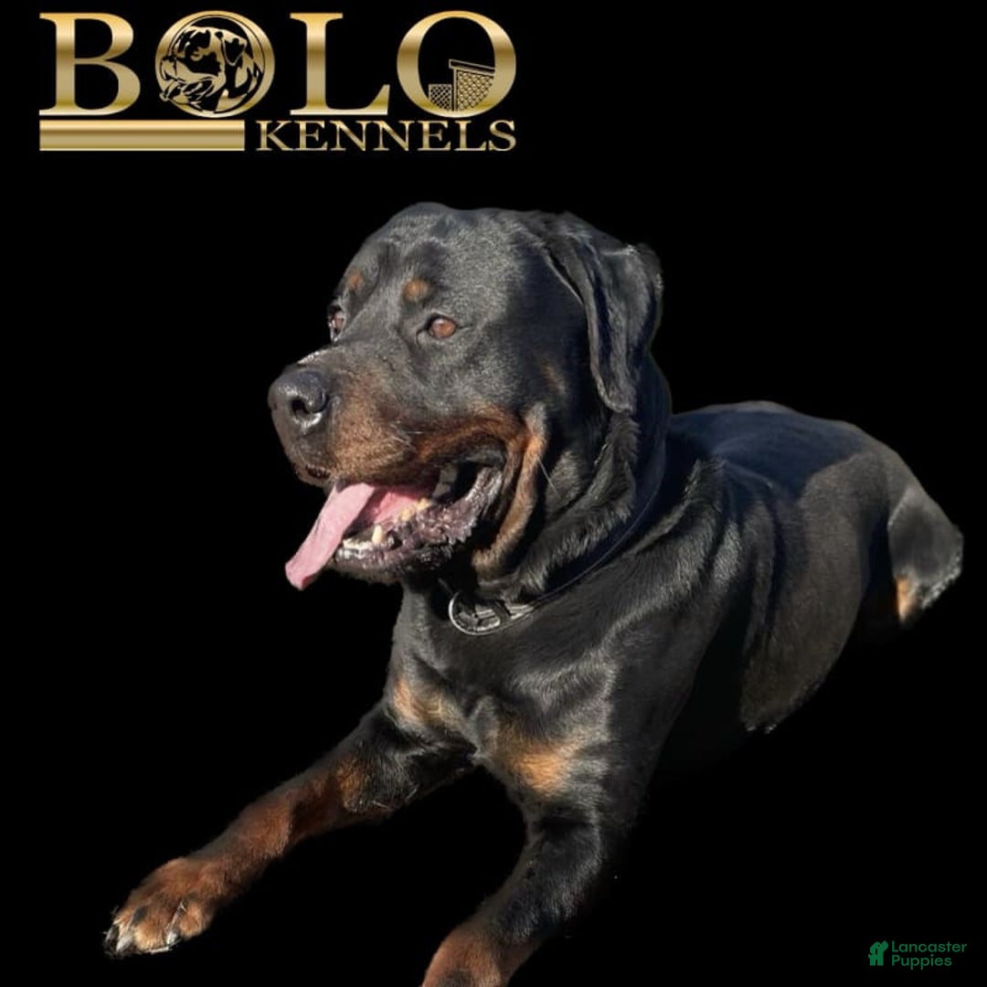 Rottweiler dogs for sale: Juggernaut - Image 3