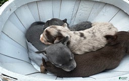 Chihuahua dogs for sale: Armani - Image 3