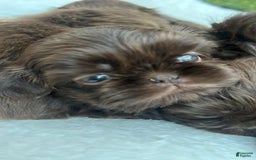 Shih Tzu dogs for sale: Delorean - Image 1