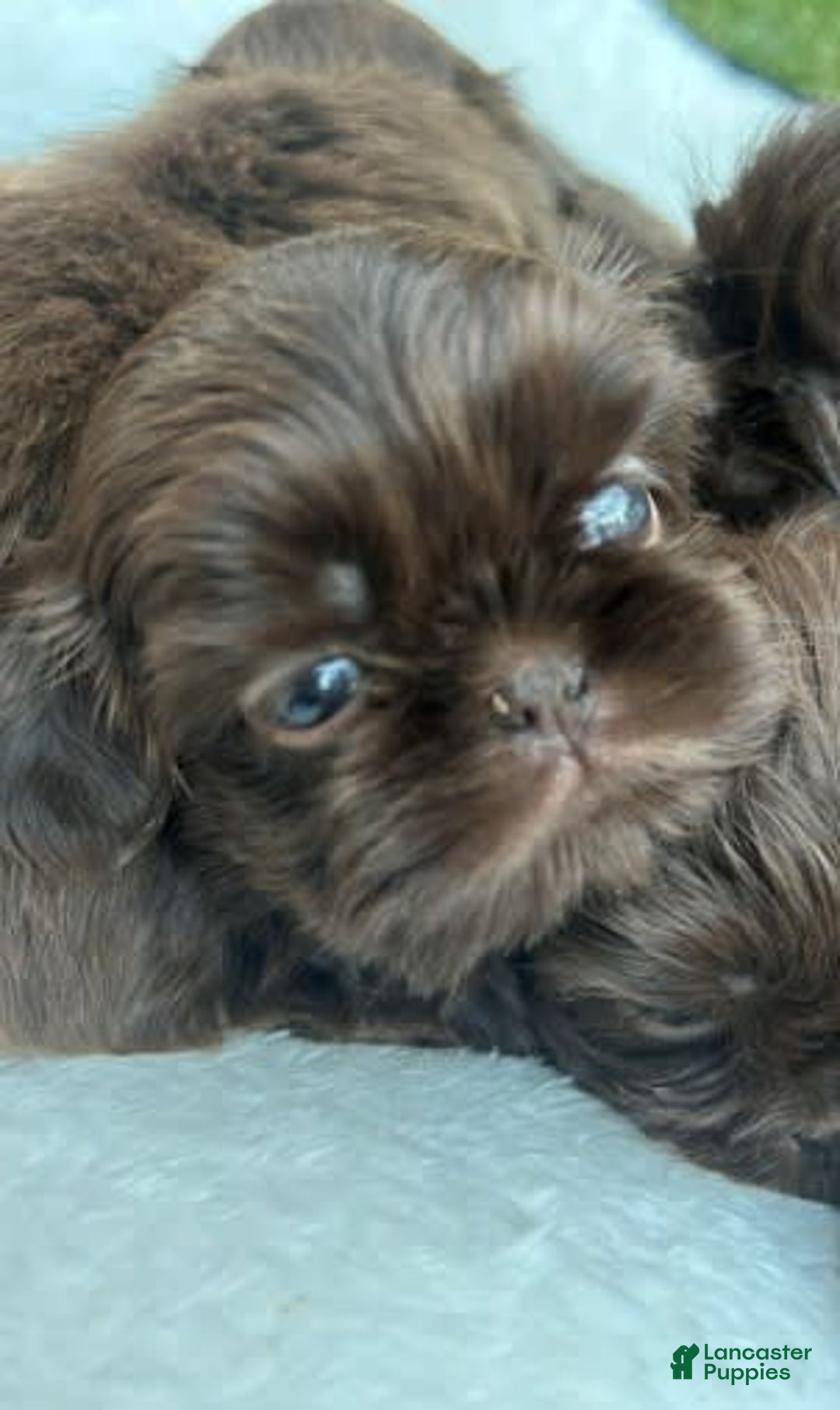 Shih Tzu dogs for sale: Delorean - Image 1
