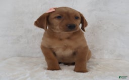 Labrador Retriever dogs for sale: Maggie - Image 1