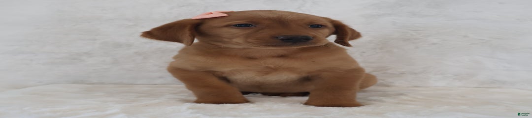 Maggie