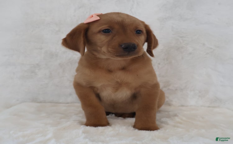 Labrador Retriever dogs for sale - Ad 4
