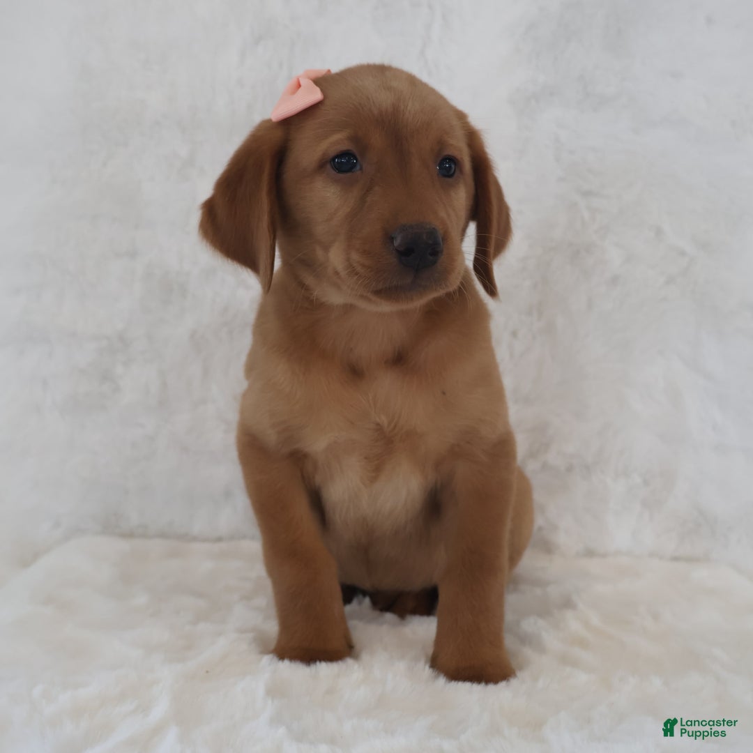 Labrador Retriever dogs for sale: Maggie - Image 1