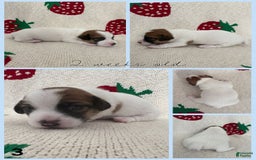 Jack Russell Terrier dogs for sale: Fits - Image 2