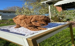 Toy Poodle dogs for sale: Lada - Image 16