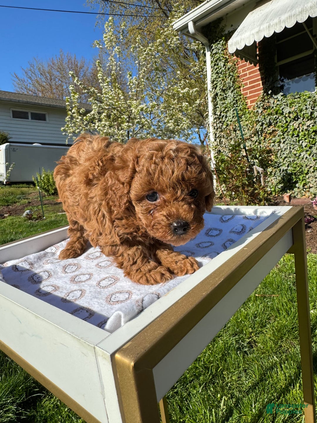 Toy Poodle dogs for sale: Lada - Image 16