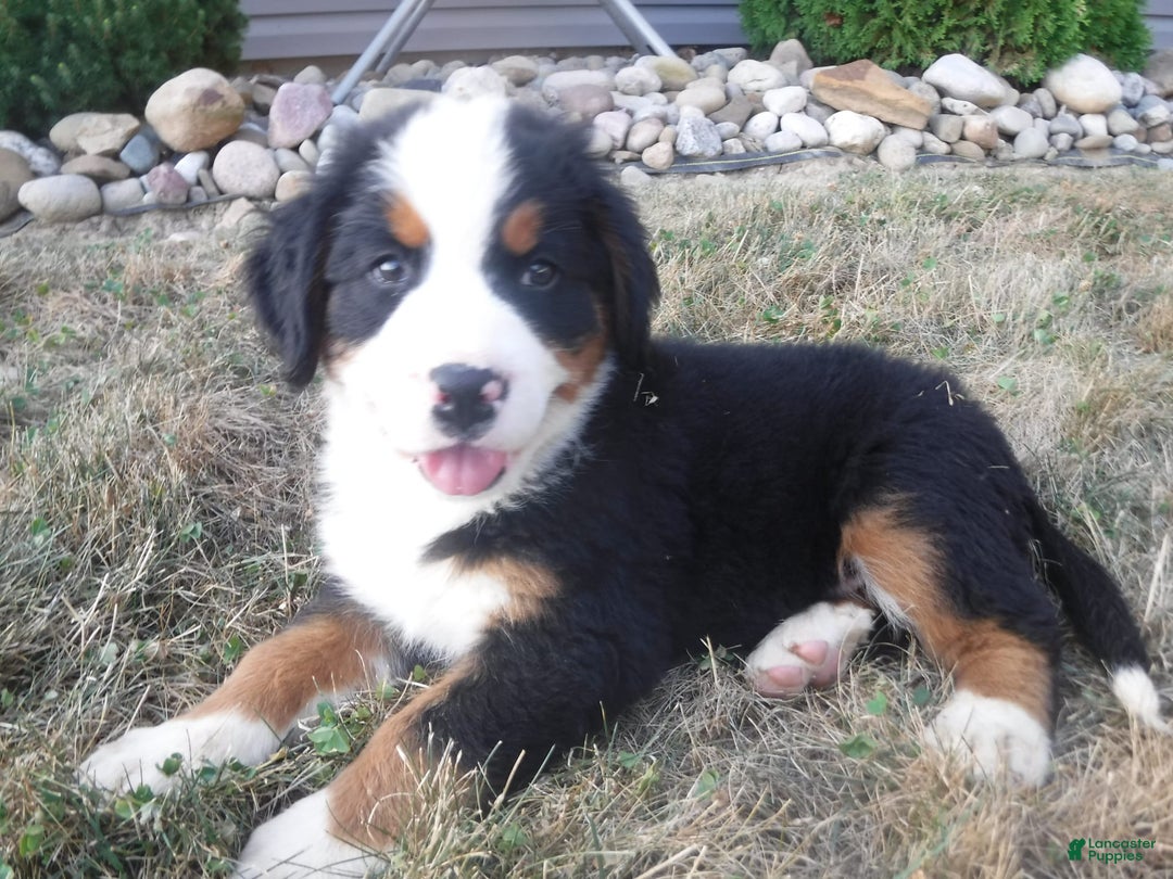 Bernese Mountain Dog dogs for sale: Donald - Image 2