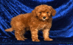 Mini Goldendoodle dogs for sale: Duke - Image 2