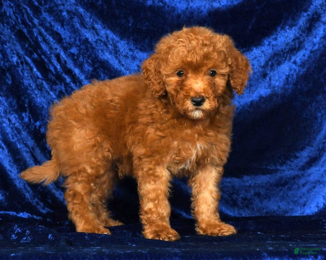 Mini Goldendoodle dogs for sale: Duke - Image 2