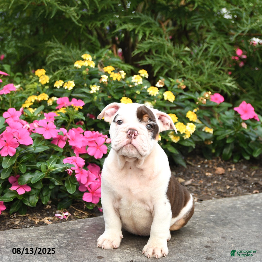 English Bulldog dogs for sale: Bailey - Image 1