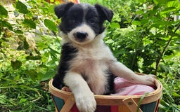 Border Collie dogs for sale: Sabrina Barkenter - Image 6