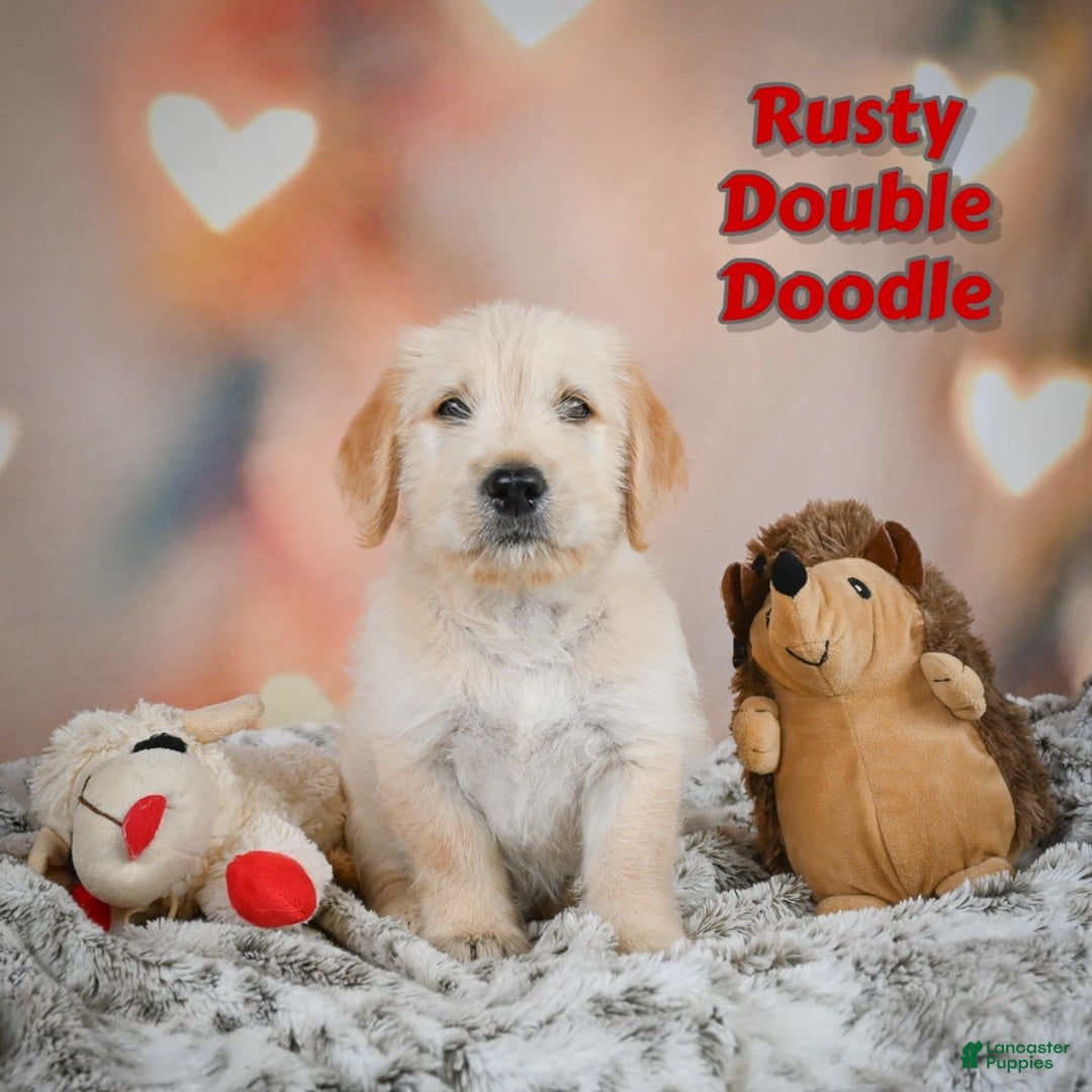 Goldendoodle dogs for sale: Rusty - Image 1