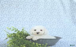 Mini Goldendoodle dogs for sale: Sophie - Image 2