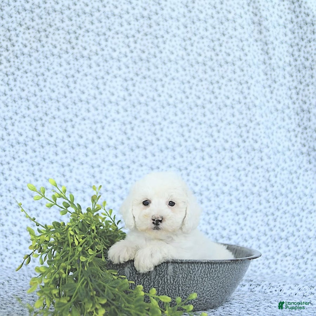 Mini Goldendoodle dogs for sale: Sophie - Image 2