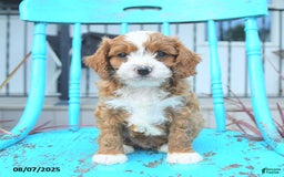 Cavapoo dogs for sale: Aspen - Image 1