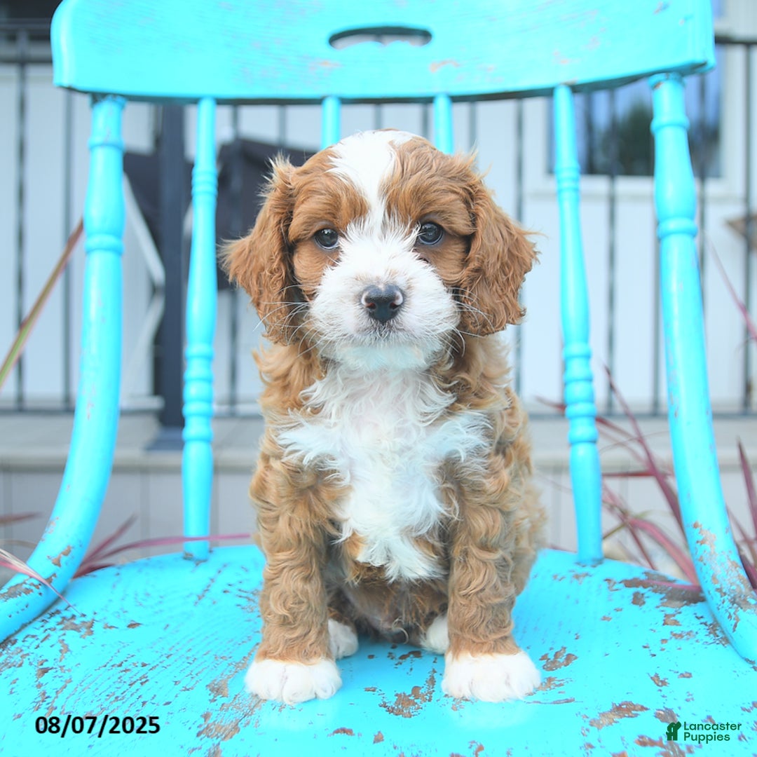 Cavapoo dogs for sale: Aspen - Image 1