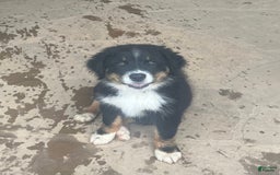 Australian Shepherd dogs for sale: Charlie - Image 13