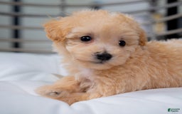 Maltipoo dogs for sale: Vander - Image 6