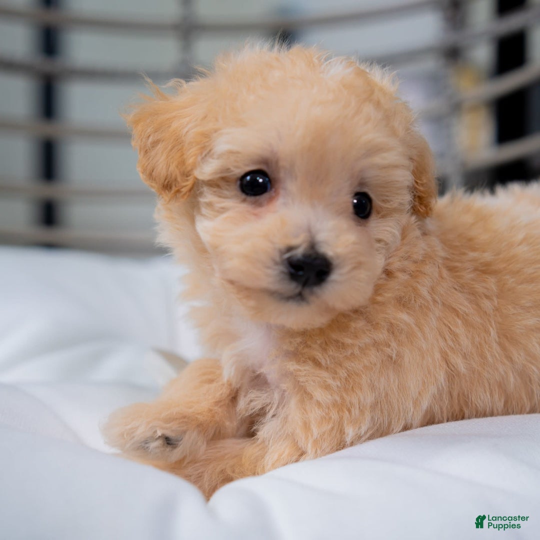 Maltipoo dogs for sale: Vander - Image 6