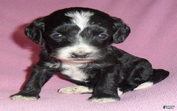 Cockapoo dogs for sale: Roxie - Image 3