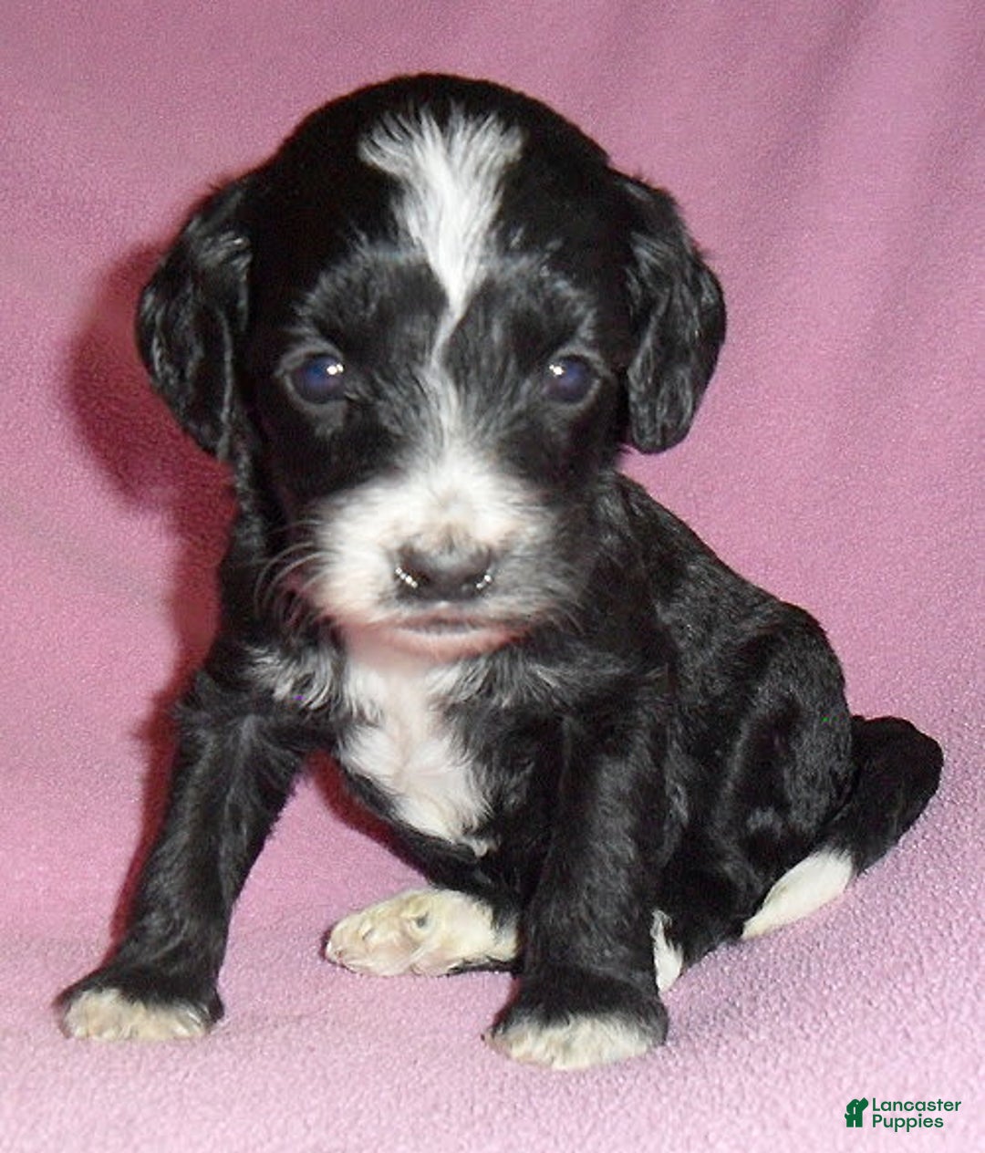 Cockapoo dogs for sale: Roxie - Image 3