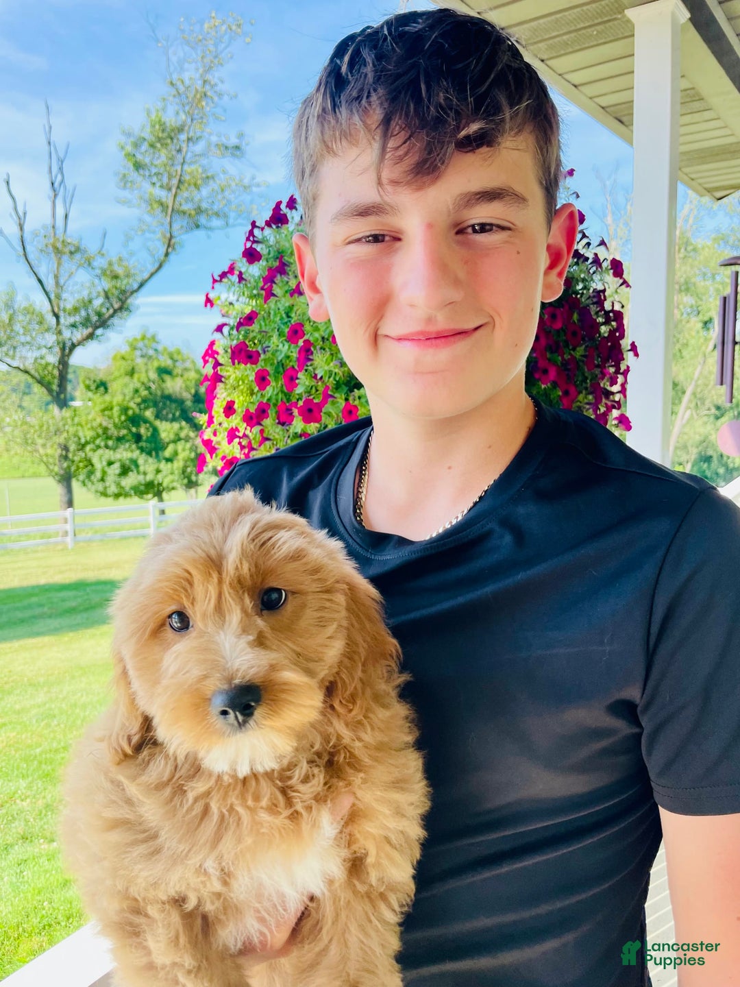 Mini Goldendoodle dogs for sale: Nugget - Image 3
