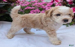 Mini Aussiedoodle dogs for sale: Rover - Image 11