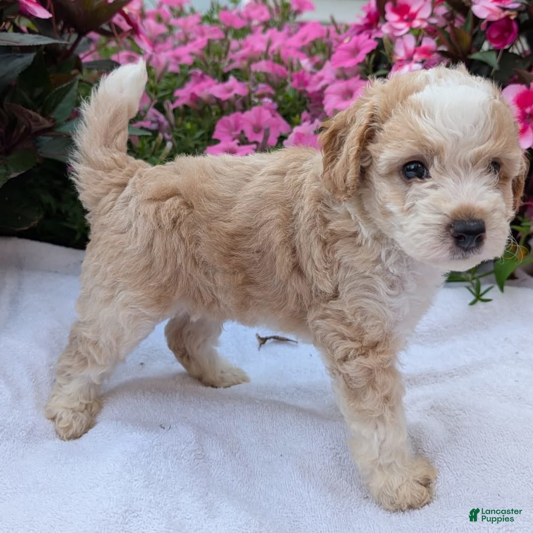 Mini Aussiedoodle dogs for sale: Rover - Image 11