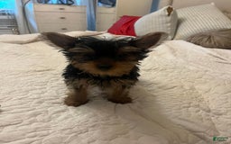 Yorkshire Terrier dogs for sale: Fiji - Image 3