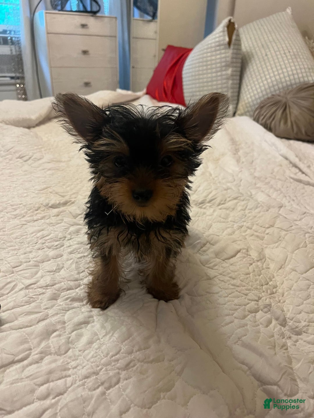 Yorkshire Terrier dogs for sale: Fiji - Image 3