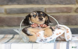 Miniature Dachshund dogs for sale: Ringo - Image 6