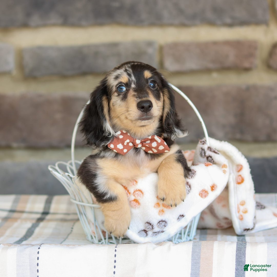 Miniature Dachshund dogs for sale: Ringo - Image 6