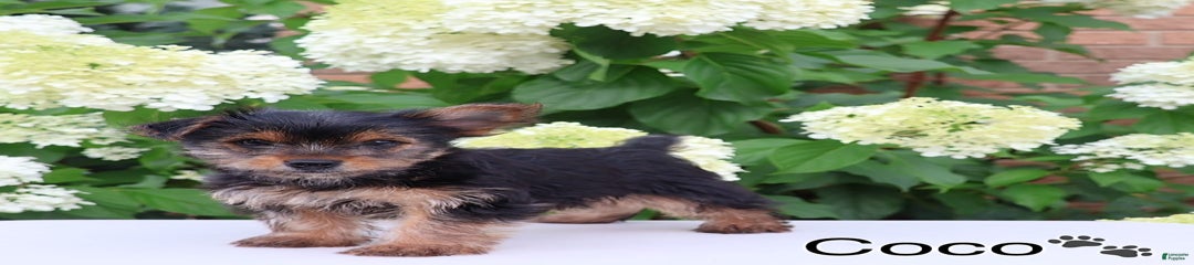 Coco