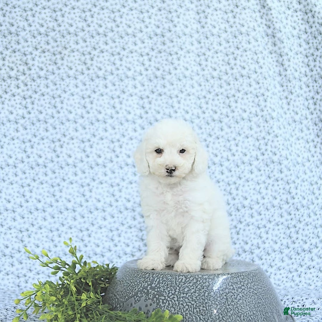 Mini Goldendoodle dogs for sale: Sophie - Image 10