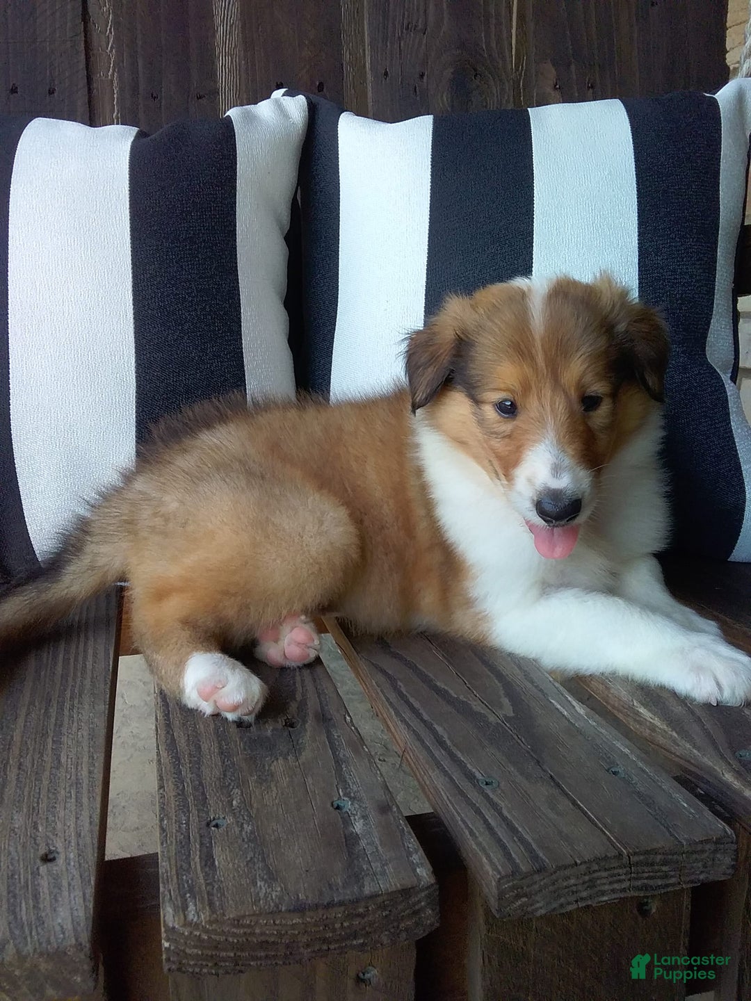 Collie dogs for sale: Bridget - Image 4