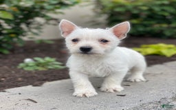 West Highland Terrier dogs for sale: Winnie - Image 4