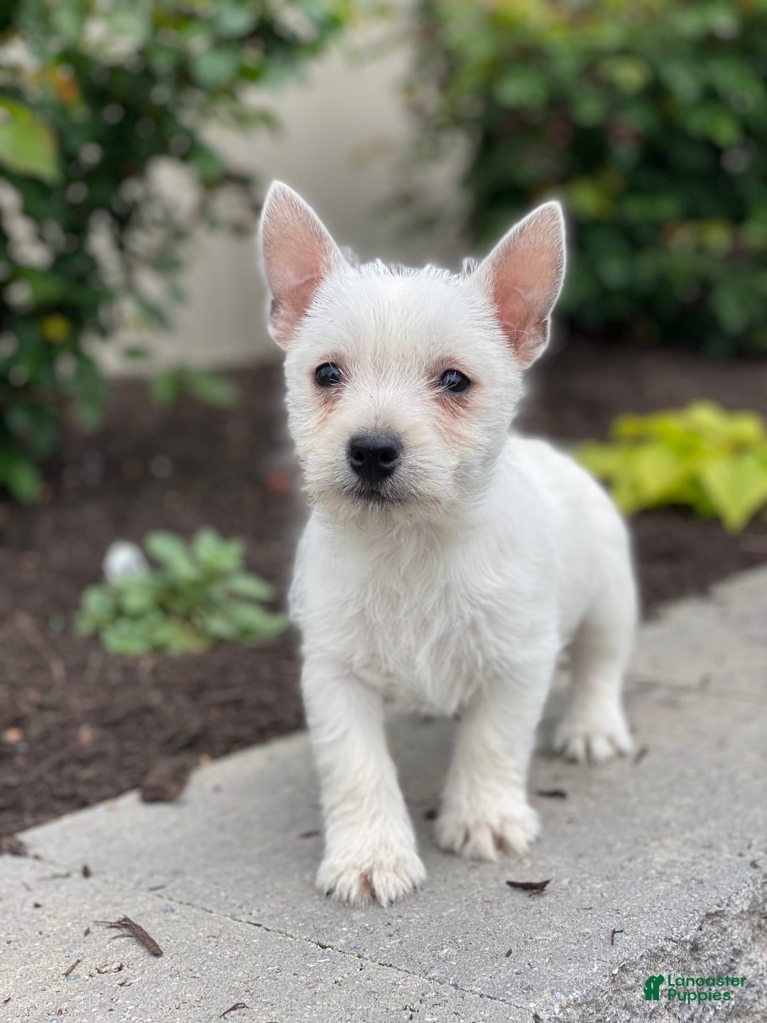 West Highland Terrier dogs for sale: Winnie - Image 4