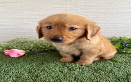 Golden Retriever dogs for sale: Lexi - Image 7