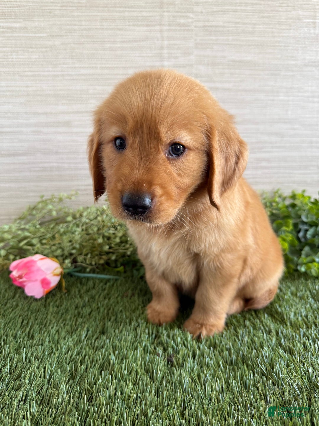 Golden Retriever dogs for sale: Lexi - Image 7