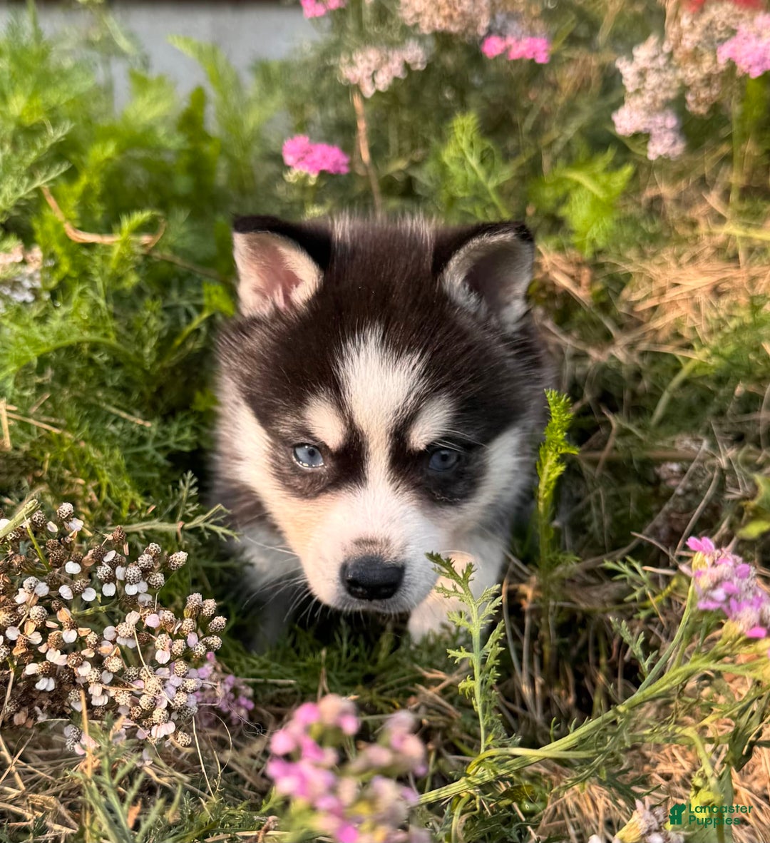 Alaskan Klee Kai dogs for sale: Blue Yukan - Image 7