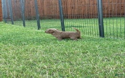 Mini Goldendoodle dogs for sale: Males Litter 2 - Image 31