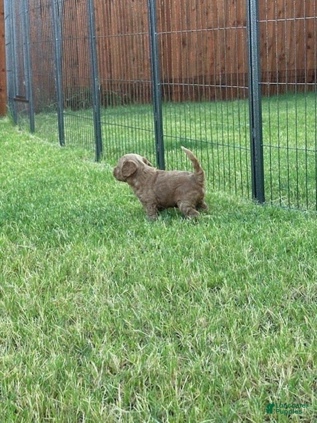 Mini Goldendoodle dogs for sale: Males Litter 2 - Image 31