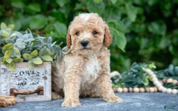 Miniature Poodle dogs for sale: Wyatt - Image 2