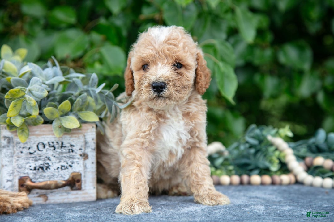 Miniature Poodle dogs for sale: Wyatt - Image 2