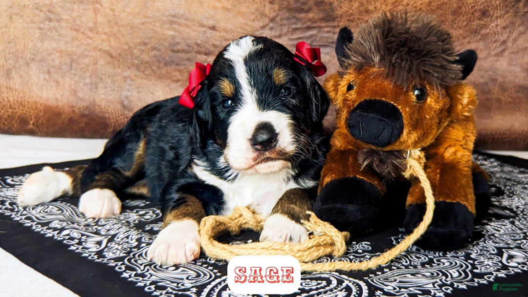 Bernedoodle dogs for sale: Sage - Image 4