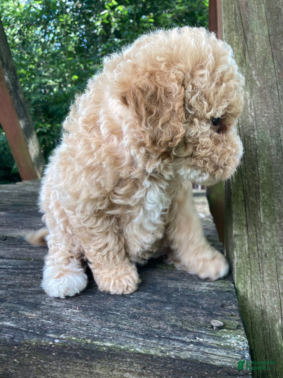 Miniature Poodle dogs for sale: Dexter - Image 12