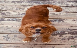 Cavalier King Charles Spaniel dogs for sale: Ruby - Image 1