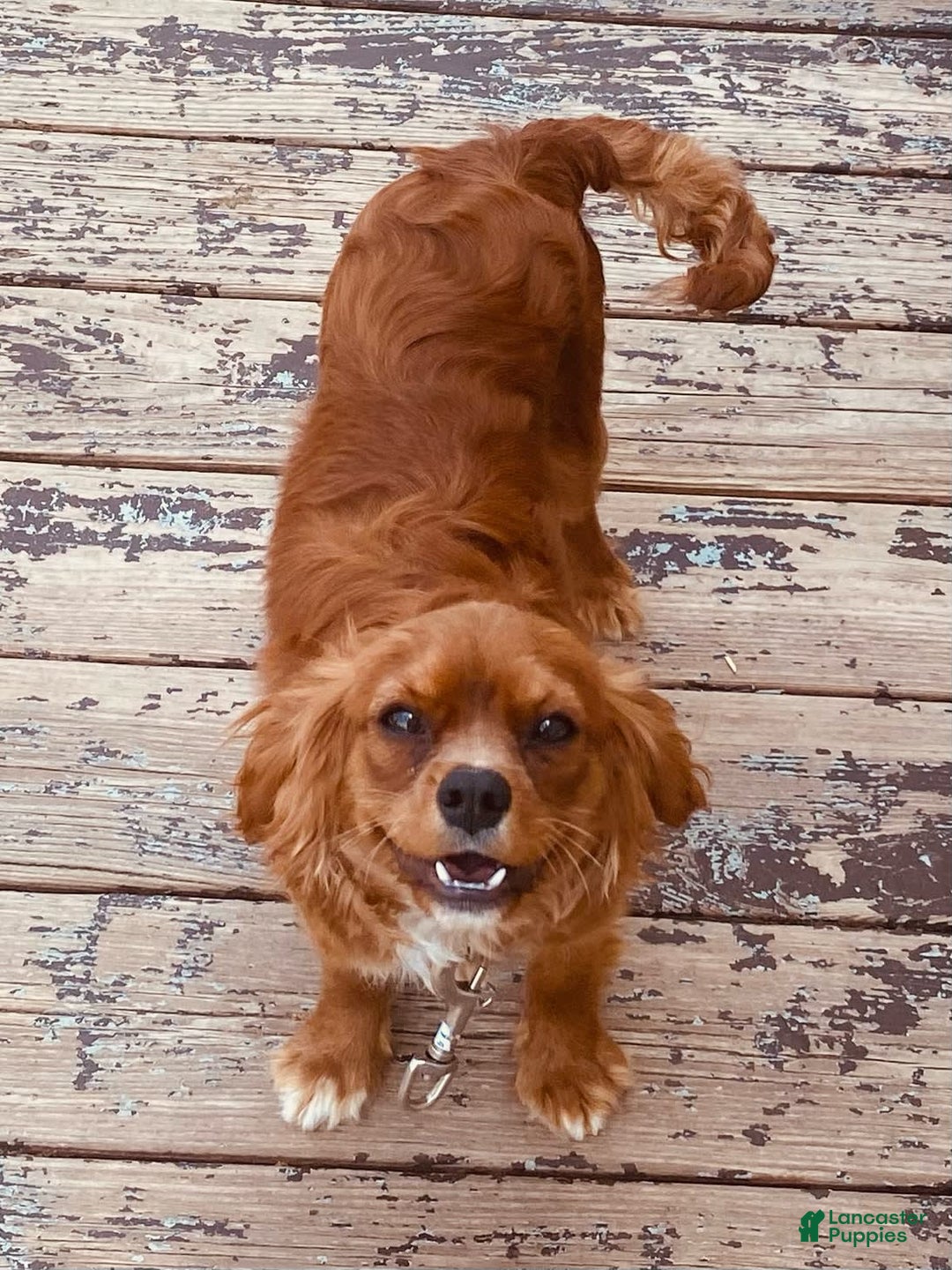 Cavalier King Charles Spaniel dogs for sale: Ruby - Image 1